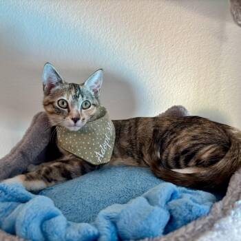 BONBON - YOUR LITTLE LOVE BUG -  Domestic Short Hair Cat for Adoption in Plano, Texas - BONBON - YOUR LITTLE LOVE BUG | PetCurious