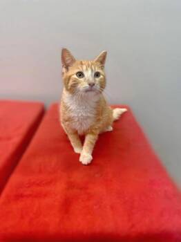 Domestic Short Hair Cats Available for Adoption - Carnation | PetCurious