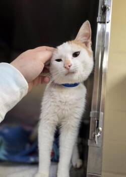 Pennzoil -  Domestic Short Hair Cat for Adoption in Westland, Michigan - Pennzoil | PetCurious