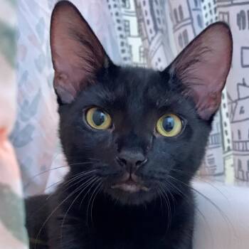 Rescue Domestic Short Hair Cats for Adoption in Los Angeles, California - Hawk | PetCurious