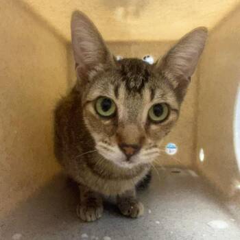 Karina 26-07-112 -  Domestic Short Hair Cat for Adoption in Bastrop, Texas - Karina 26-07-112 | PetCurious