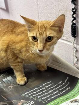 PHOEBE -  Domestic Short Hair Cat for Adoption in Jacksonville, Florida - PHOEBE | PetCurious