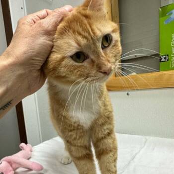Lovie -  Domestic Short Hair Cat for Adoption in Candler, North Carolina - Lovie | PetCurious