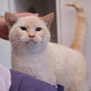 Domestic Short Hair and Siamese Cats Available for Adoption - Juniper | PetCurious