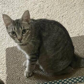 Domestic Short Hair Cats Available for Adoption - Kiwi | PetCurious