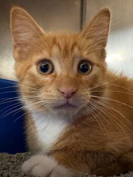 Burr -  Domestic Short Hair Cat for Adoption in Fall River, Massachusetts - Burr | PetCurious
