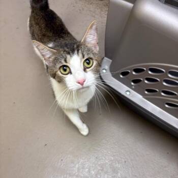 Tilly Bean -  Domestic Short Hair Cat for Adoption in New York, New York - Tilly Bean | PetCurious