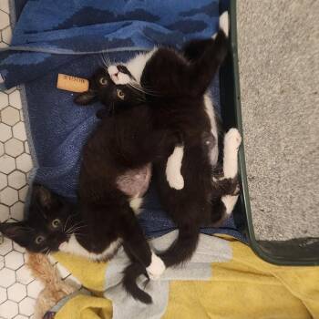 Pamela -  Domestic Medium Hair Cat for Adoption in La Grange, Kentucky - Pamela | PetCurious