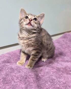 Lucky Star -  Domestic Short Hair Cat for Adoption in Novato, California - Lucky Star | PetCurious