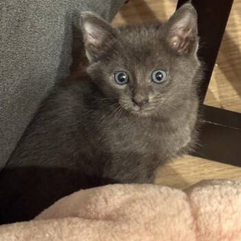 Domestic Short Hair Cats Available for Adoption in Long Beach, California - Greyson | PetCurious