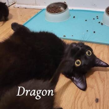Domestic Short Hair Cats Available for Adoption in South Elgin, Illinois - Dragon | PetCurious