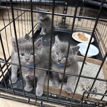 Ant C11264 -  Domestic Short Hair Cat for Adoption - Ant C11264 | PetCurious