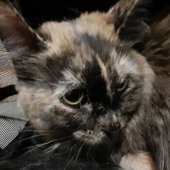 Popsicle -  Domestic Long Hair Cat for Adoption in Des Moines, Iowa - Popsicle | PetCurious