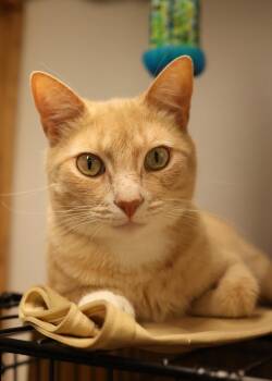 Domestic Short Hair Cats Available for Adoption - Square Knot  | PetCurious