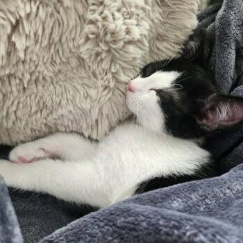 Cinnamon Roll -  Domestic Short Hair Cat for Adoption in Hobart, Indiana - Cinnamon Roll | PetCurious