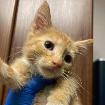 Ludisia -  Domestic Medium Hair Cat for Adoption in Chicago, Illinois - Ludisia | PetCurious
