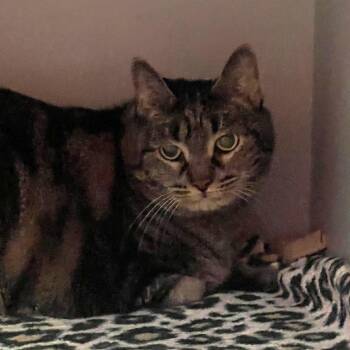 Domestic Short Hair Cats Available for Adoption - Momma | PetCurious