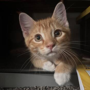 Theo C11735 -  Domestic Medium Hair Cat for Adoption - Theo C11735 | PetCurious