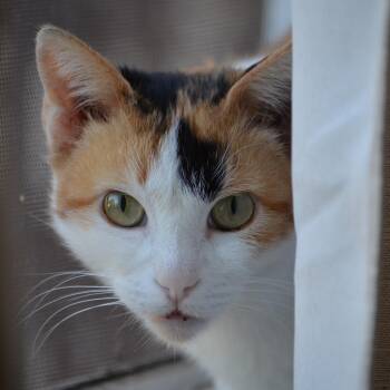 Rescue Domestic Short Hair Cats for Adoption in Villa Park, California - Rosie | PetCurious