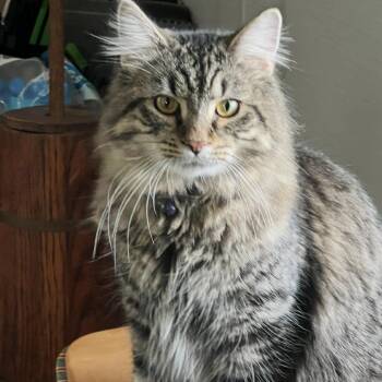 Salem -  Domestic Long Hair Cat for Adoption in Bristol, Indiana - Salem | PetCurious