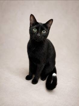 Toronto -  Domestic Short Hair Cat Available for Adoption in Miami, Florida - Toronto | PetCurious