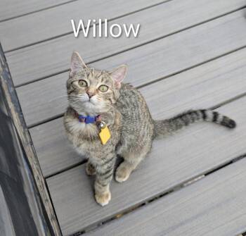 Willow -  Domestic Short Hair Cat for Adoption in Cincinnati, Ohio - Willow | PetCurious