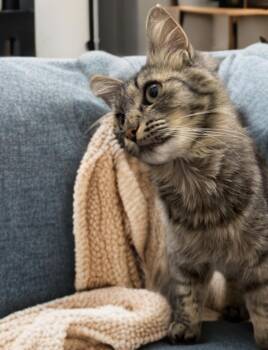Bandy -  American Shorthair Cat for Adoption in Twin Falls, Idaho - Bandy | PetCurious