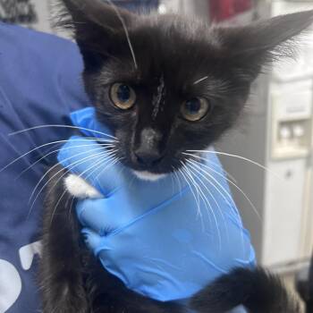 Pear Butter -  Domestic Short Hair Cat for Adoption in Summerville, South Carolina - Pear Butter | PetCurious