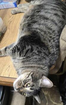 Rescue Domestic Short Hair Cats for Adoption in Price, Utah - DaVinci | PetCurious