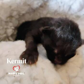 Rescue Domestic Short Hair Cats for Adoption in Council Bluffs, Iowa - Muppet Babies: Kermit | PetCurious
