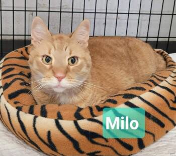 Domestic Short Hair Cats Available for Adoption in Richmond, Indiana - Milo | PetCurious