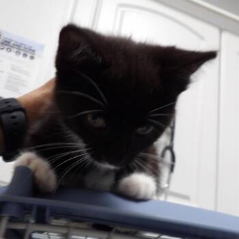 Hudson -  Domestic Short Hair Cat for Adoption in New York, New York - Hudson | PetCurious