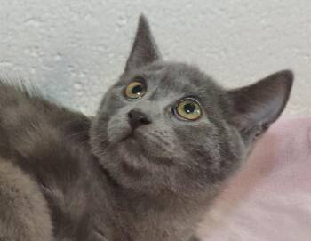 Pearl -  Russian Blue Cat for Adoption in Euclid, Ohio - Pearl | PetCurious