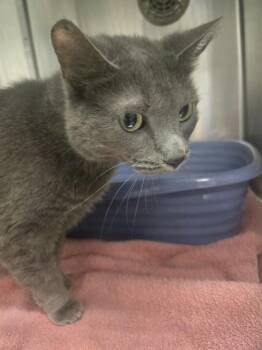 Domestic Short Hair Cats Available for Adoption in Minneapolis, Minnesota - LUNA TUNA | PetCurious