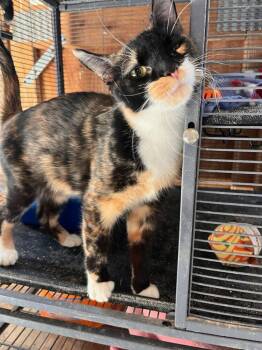 Domestic Short Hair Cats Available for Adoption - Soxie | PetCurious