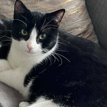 Domestic Short Hair Cats Available for Adoption in Las Vegas, Nevada - Stevie Wonder | PetCurious