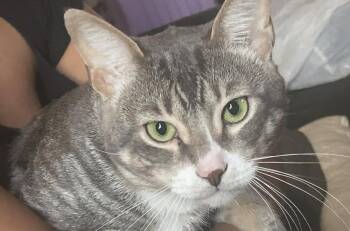 Domestic Short Hair and Tabby Cats Available for Adoption in Chandler, Arizona - Benji Guerrero | PetCurious