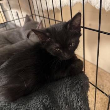 Sanuki -  Domestic Short Hair Cat for Adoption in Tempe, Arizona - Sanuki | PetCurious