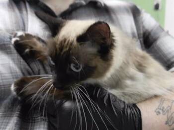 Domestic Short Hair Cats Available for Adoption in Omaha, Nebraska - MOONLIGHT | PetCurious