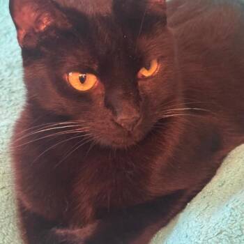 Rescue Bombay Cats for Adoption in Los Angeles, California - Rico Suave | PetCurious