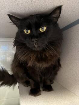 Domestic Long Hair Cats Available for Adoption - *Fester* | PetCurious