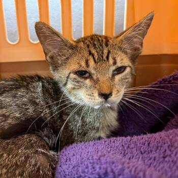 Boca -  Domestic Short Hair Cat for Adoption in Buffalo, New York - Boca | PetCurious