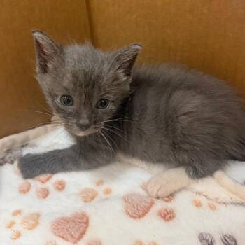 Carrot Cake 17 -  Domestic Short Hair Cat for Adoption in Austin, Texas - Carrot Cake 17 | PetCurious