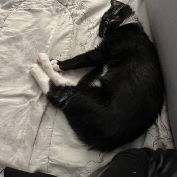 Domestic Short Hair Cats Available for Adoption - Spot | PetCurious