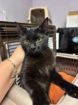 Domestic Short Hair Cats Available for Adoption in New Braunfels, Texas - Obby | PetCurious