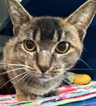 Rescue Domestic Short Hair Cats for Adoption in Sault Ste. Marie, Michigan - Flora | PetCurious