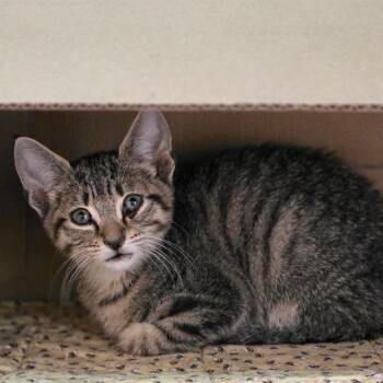 Dexter -  Domestic Short Hair Cat for Adoption in Valdosta, Georgia - Dexter | PetCurious