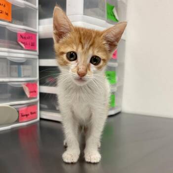 Acorn -  Domestic Short Hair Cat for Adoption in Edinburg, Texas - Acorn | PetCurious