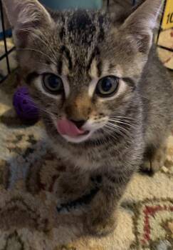 Ruby, Willow Grove Area, (FCID 09/22/2026-132) -  Domestic Short Hair Cat for Adoption in Greenville, Delaware - Ruby, Willow Grove Area, (FCID 09/22/2026-132) | PetCurious