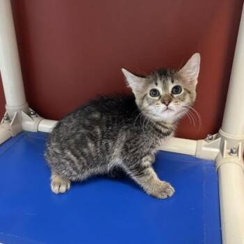 Q-Tip -  Domestic Short Hair Cat for Adoption in Janesville, Wisconsin - Q-Tip | PetCurious